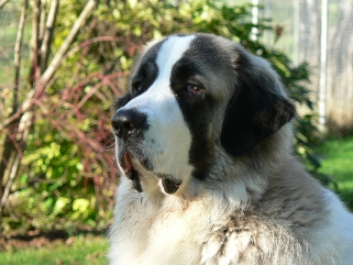 Amigo