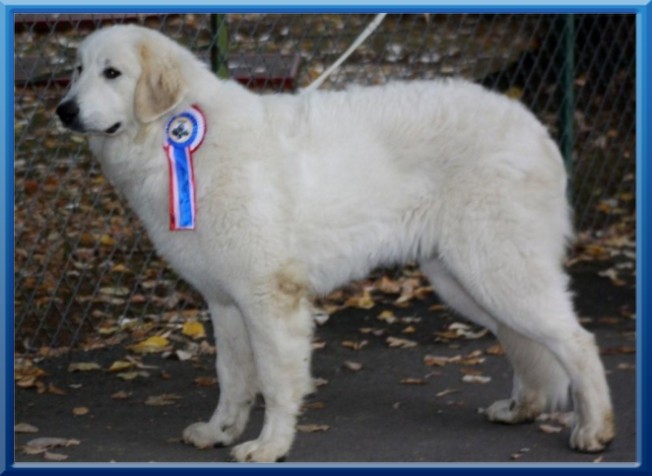 Ineige 1er classe Puppy femelle